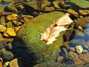 澳門精準(zhǔn)免費(fèi)大全鳳凰網(wǎng)9626——探索澳門4949彩票的秘密，澳門彩票探索之旅，揭秘澳門精準(zhǔn)免費(fèi)鳳凰網(wǎng)鳳凰網(wǎng)彩票秘籍