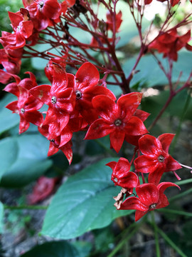狀元紅網(wǎng)，揭秘4987精準資料的秘密，狀元紅網(wǎng)揭秘，精準資料4987背后的秘密