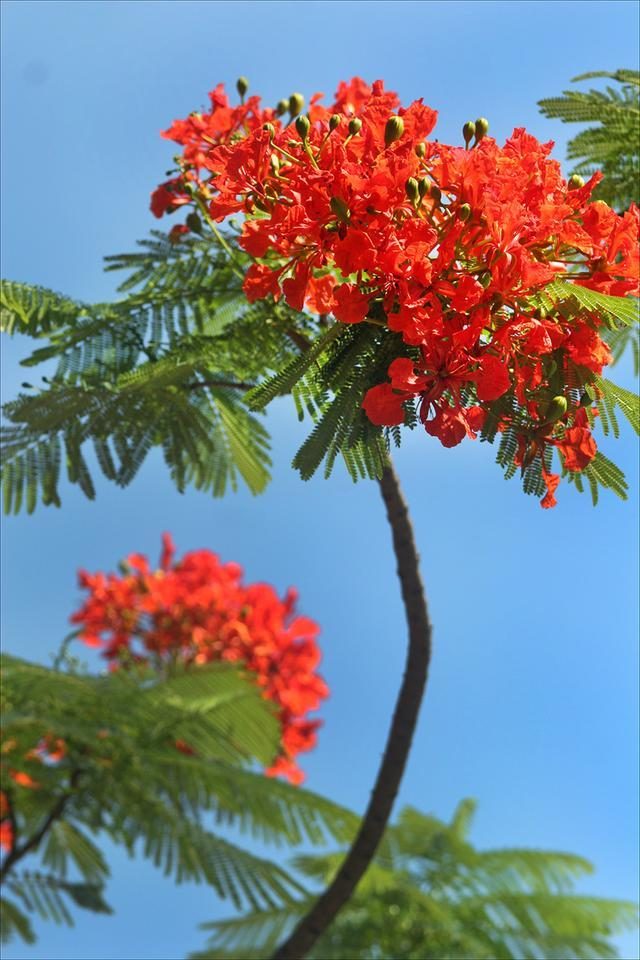 狀元紅，揭秘4987最準(zhǔn)最快的秘密武器，狀元紅，揭秘最準(zhǔn)最快的秘密武器 4987