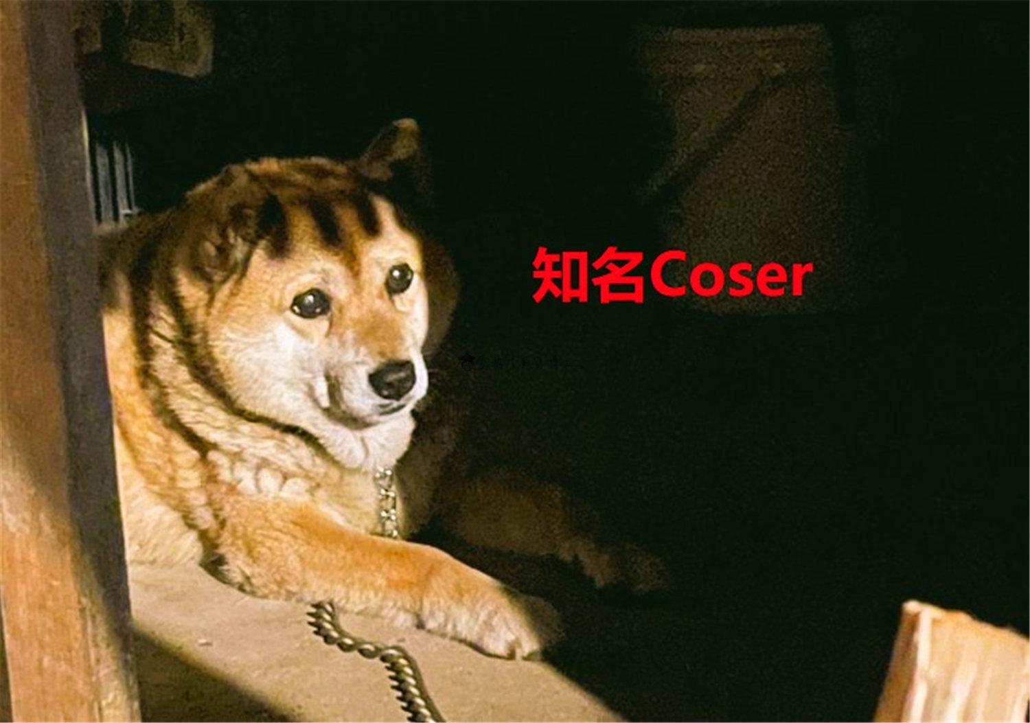 豬狗同行王中王，猜一肖，深度解析與SEO優(yōu)化，豬狗同行王中王猜謎解析與SEO優(yōu)化技巧，深度解析揭秘生肖之謎