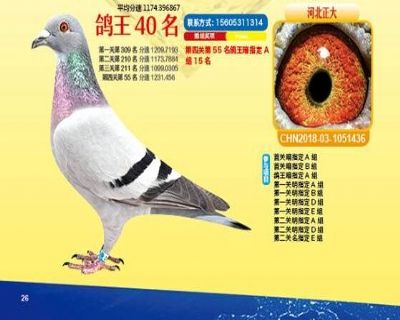 王中王四馬一肖，探尋背后的故事與奧秘，王中王四馬一肖，背后的故事與奧秘探尋