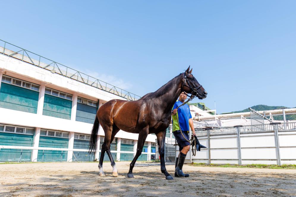 香港賽馬，77777與88888的激情碰撞，香港賽馬盛宴，激情碰撞的77777與88888對(duì)決