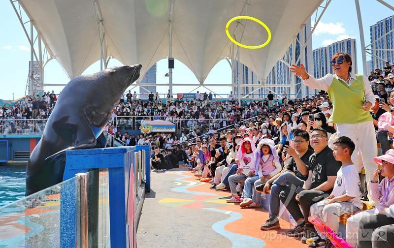 新澳2025今晚開獎結(jié)果揭曉，期待與驚喜交織的時(shí)刻，新澳2025今晚開獎結(jié)果揭曉，期待與驚喜的時(shí)刻來臨