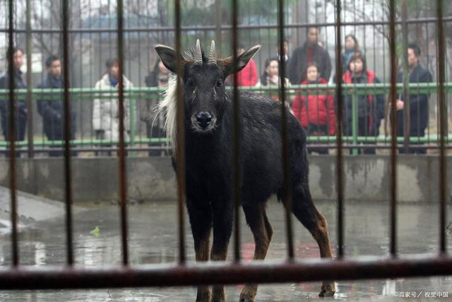 四不像王中王資料一肖，揭秘神秘傳說與獨(dú)特魅力，揭秘四不像王中王神秘傳說與獨(dú)特魅力，一肖資料解析