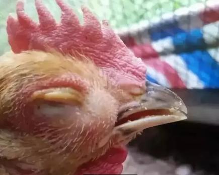 一覺醒來一只眼睛突然腫脹的原因及應(yīng)對方法，一覺醒來一只眼睛腫脹的原因與應(yīng)對方法解析