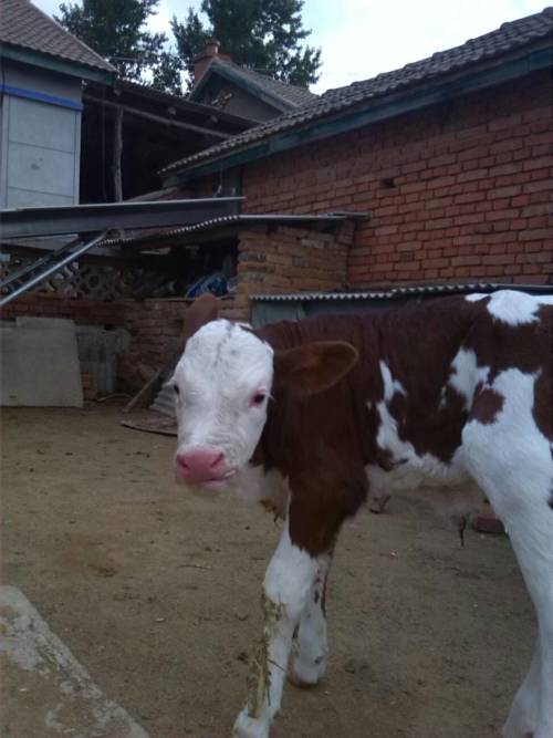 王中王四不像猜一肖，神秘謎題背后的奧秘與SEO洞察，王中王四不像猜一肖，神秘謎題背后的奧秘與SEO洞察揭秘