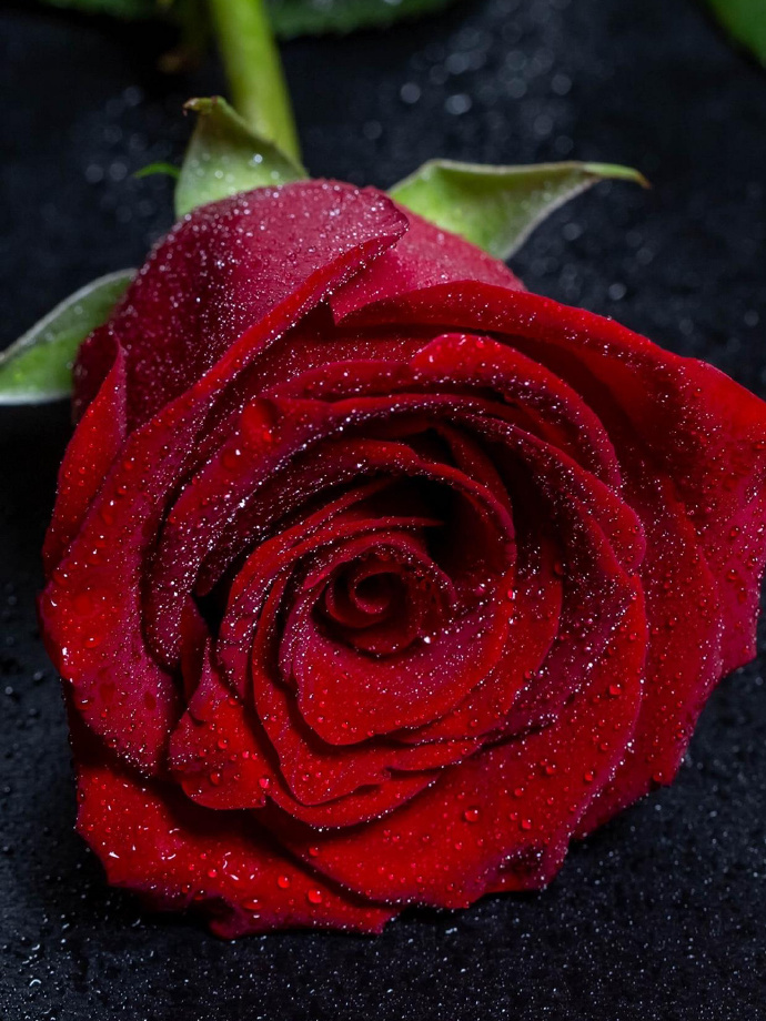 玫瑰花的魅力與SEO優(yōu)化策略，玫瑰花的魅力與SEO策略之道