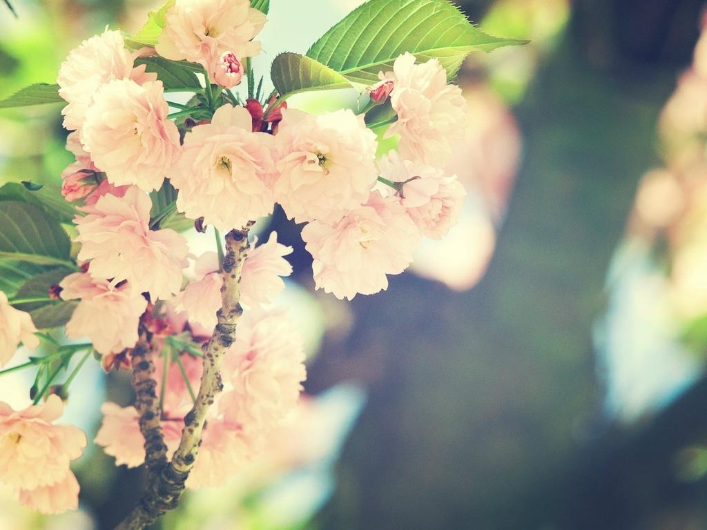 王中王一肖碼水果奶奶，探尋背后的故事與秘密，王中王一肖碼水果奶奶背后的故事與秘密探尋