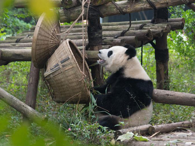四川熊貓基地在成都的具體位置及其魅力，四川熊貓基地，成都熊貓的家園與魅力所在