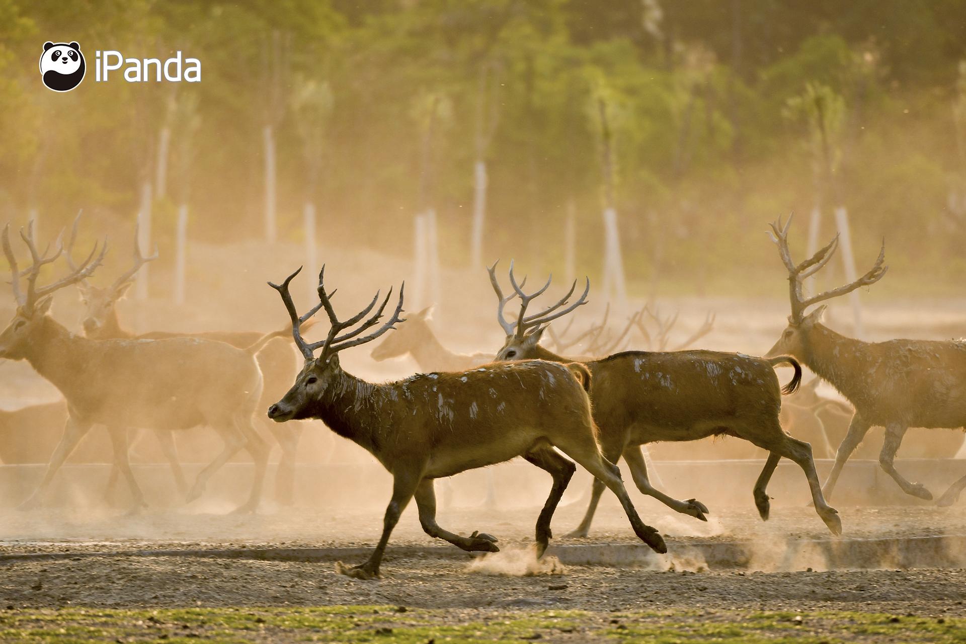澳門今晚開特馬四不像圖——深度解析與預測，澳門特馬四不像圖深度解析與今晚開彩預測