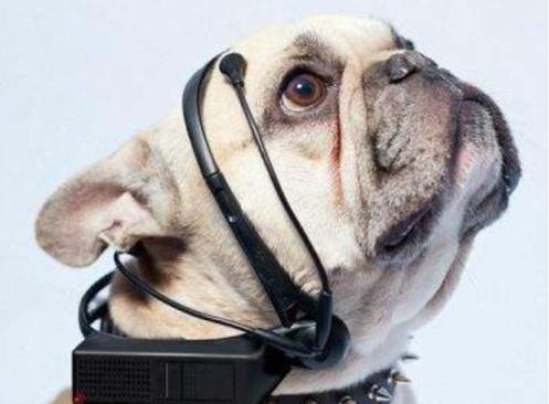 揭秘十二生肖之王，揭秘圖王中王背后的秘密與生肖動(dòng)物圖王風(fēng)采，揭秘十二生肖之王，圖王背后的秘密與生肖動(dòng)物風(fēng)采展示