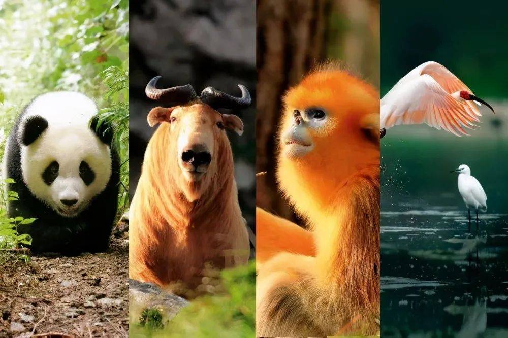 揭秘十二生肖之王，揭秘神秘的王中王20一肖動物圖，揭秘十二生肖之王，神秘王中王與生肖動物圖揭秘