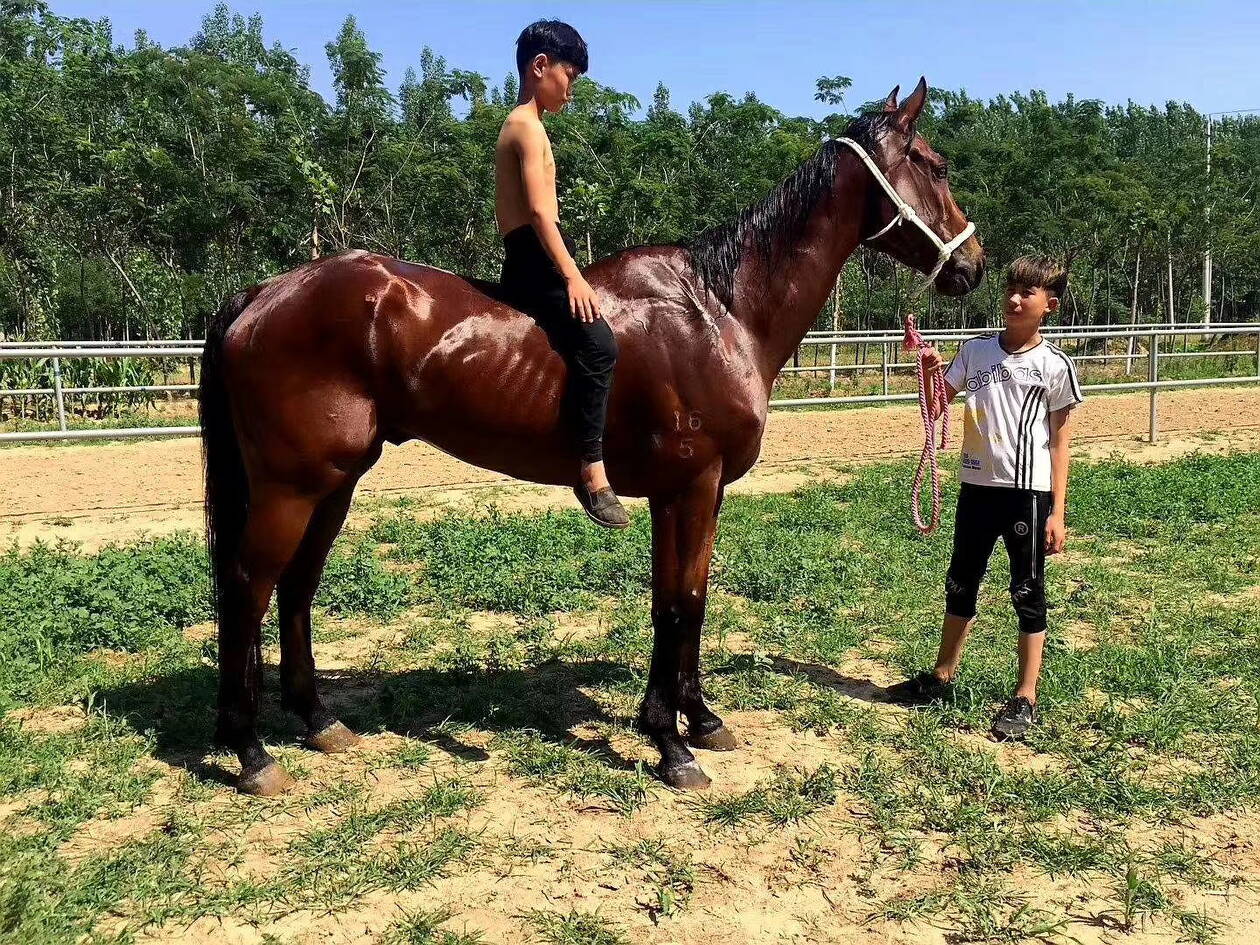 一馬爆特圖，揭秘背后的故事與SEO優(yōu)化策略，揭秘一馬爆特圖的背后故事與SEO優(yōu)化策略全攻略