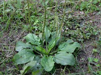 車前草的功效與作用及食用方法，車前草的功效、作用與食用方法簡(jiǎn)介