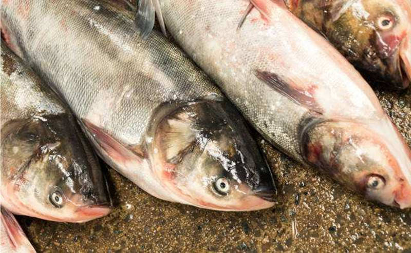 四種孕婦千萬不能吃魚的類型及其重要性，四種孕婦不宜食用的魚類類型及其重要性解析