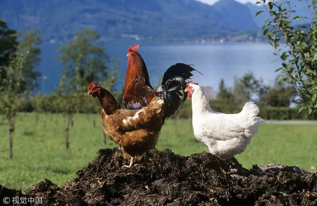 美國人與畜禽養(yǎng)殖，Croproation365的興起與發(fā)展，美國畜禽養(yǎng)殖，Croproation365的崛起與發(fā)展