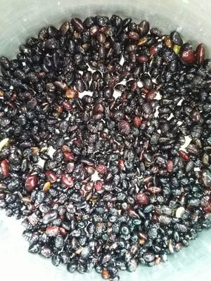 一根蟲草泡水喝能喝幾天，探究蟲草的養(yǎng)生價(jià)值及其使用時(shí)長(zhǎng)，蟲草泡水養(yǎng)生價(jià)值探究，一根蟲草能泡幾天？