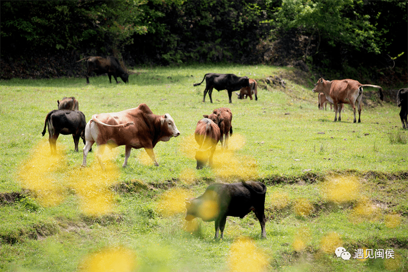 四不像圖王中王平知一肖——深度解析與探索，四不像圖王中王平知一肖，深度剖析與探索