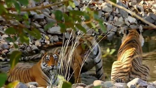 山上王中王，揭秘生肖傳奇，揭秘生肖傳奇，山上王中王的傳奇故事