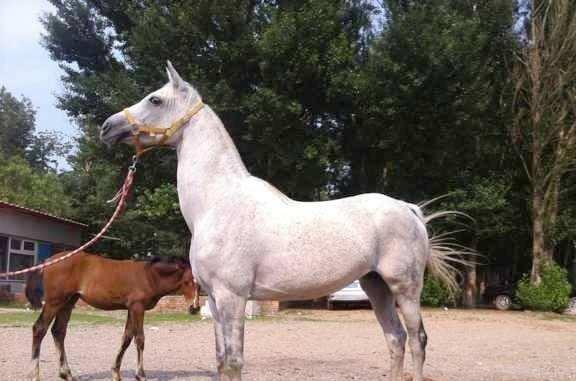 杳特馬，深度解析與SEO優(yōu)化策略，杳特馬的深度解析與SEO優(yōu)化策略探討