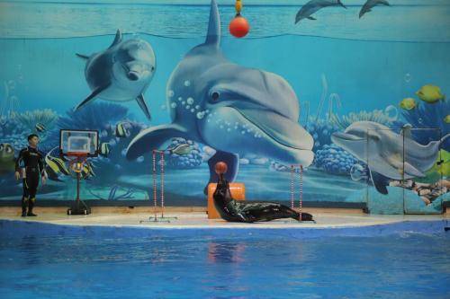 南京海洋館游玩攻略，探尋最好玩的海洋館，南京海洋館游玩指南，探尋最佳海洋體驗(yàn)之旅