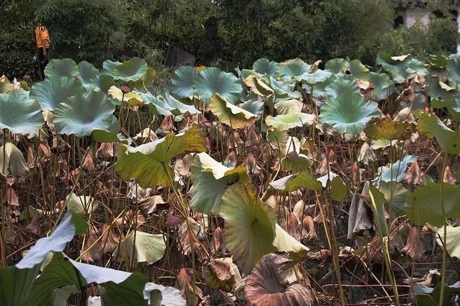 蘇州拙政園景點介紹——領(lǐng)略古典園林之美，蘇州拙政園，領(lǐng)略古典園林之美的絕佳勝地介紹