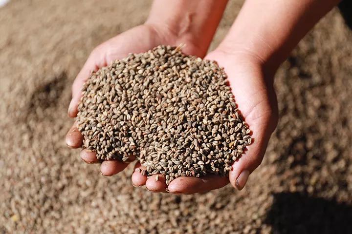 苦蕎茶，功效、作用及食用方法詳解，苦蕎茶，功效、作用與食用方法全面解析