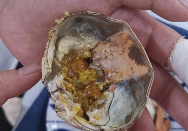 螃蟹的食物習(xí)性，探究螃蟹吃什么食物，螃蟹的食物習(xí)性探究，螃蟹的食性及其偏好食物解析