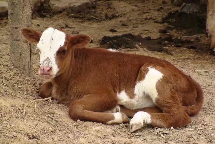 揭秘白姐王中王四不像圖一肖的神秘面紗，揭秘白姐王中王四不像圖一肖，神秘面紗下的真相探索