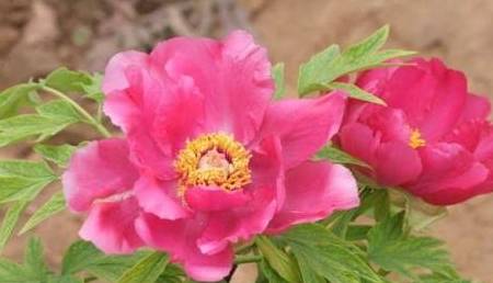 揭秘生肖之王，生活幽默王中王解一生肖的獨特魅力，揭秘生肖之王，幽默王中王解讀生肖獨特魅力