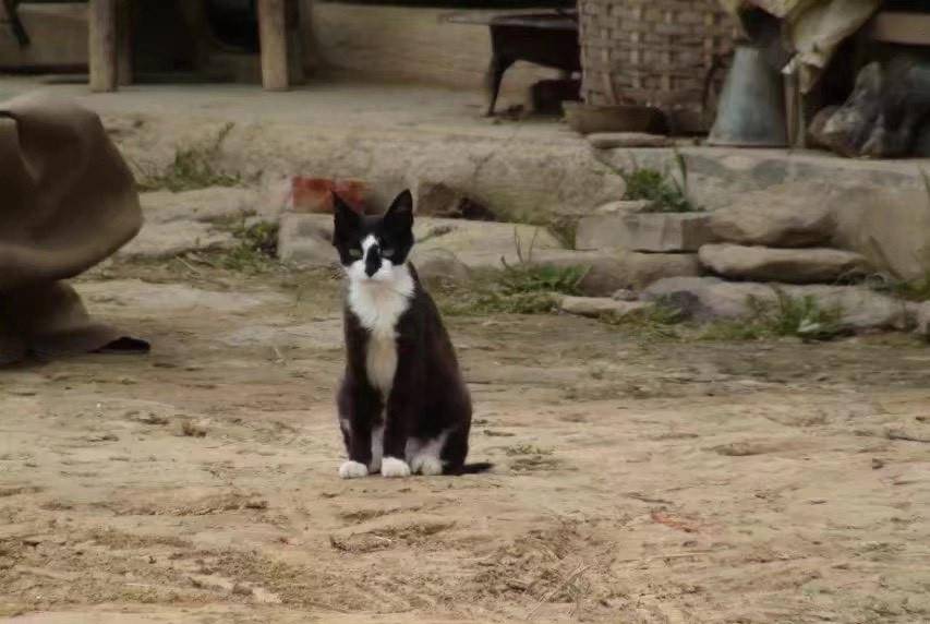 揭秘白姐王中王四不像圖一肖，神秘現(xiàn)象背后的真相，揭秘白姐王中王四不像圖一肖，神秘現(xiàn)象真相大揭秘