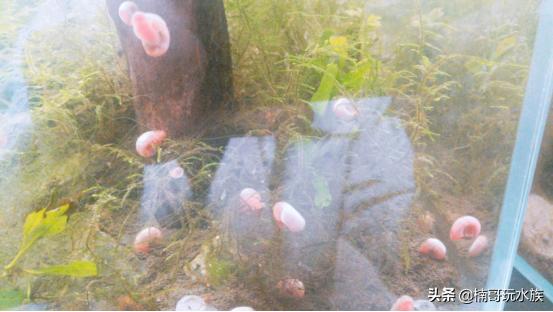 小東西幾天沒做水又變多了作文，小物件靜置數(shù)日，水變多的觀察作文