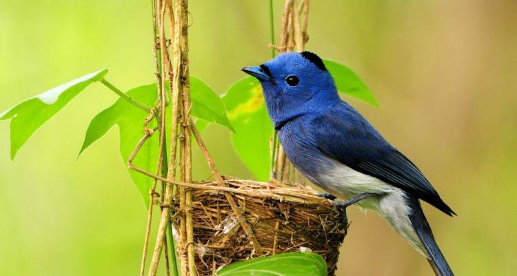 王中王3期指一生肖，揭秘背后的奧秘與意義，揭秘生肖奧秘，王中王三期特定生肖背后的秘密與意義