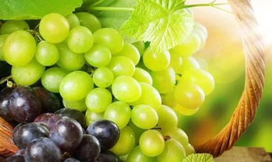 王中王葡萄新平特一肖，探尋葡萄產(chǎn)業(yè)的獨(dú)特魅力與未來前景，葡萄產(chǎn)業(yè)獨(dú)特魅力與未來前景探索，王中王葡萄新平特一肖的探尋之旅