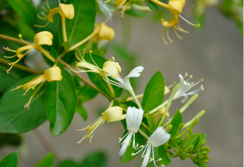 狀元紅97049精準(zhǔn)資料，深度解析與探索，狀元紅97049精準(zhǔn)資料深度解析與探索揭秘