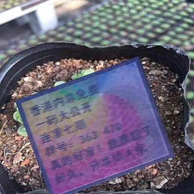 關于三肖賠多少錢的全面解析，三肖賠款金額全面解析