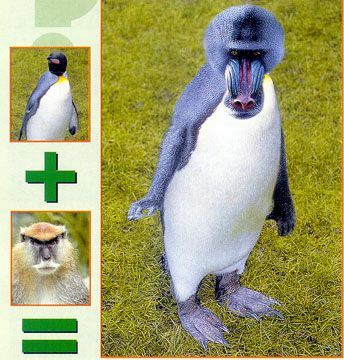 王中王四不象一肖平特圖，深度解析與探索，王中王四不象一肖平特圖，深度探索與解析報告