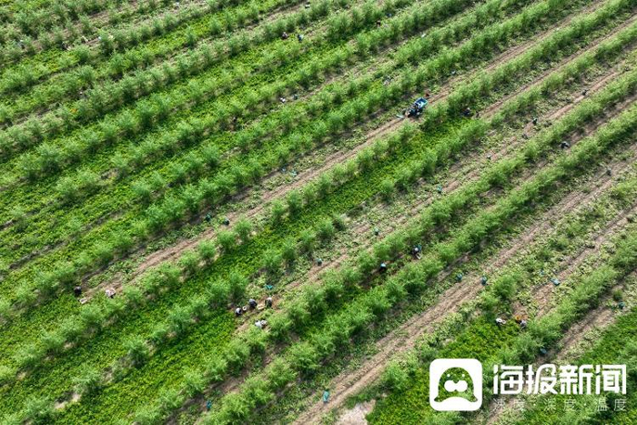 茂密森林中的王中王——一肖傳奇，森林霸主一肖傳奇，王中王的傳奇故事