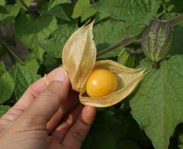 經(jīng)期最宜吃的水果，營養(yǎng)與健康并重，經(jīng)期最宜吃水果，營養(yǎng)與健康雙全兼顧