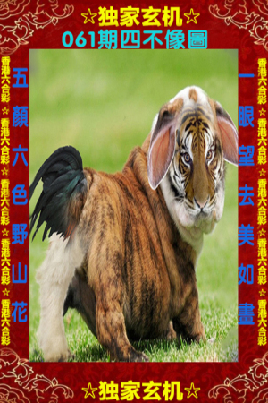 王中王四不像一肖中特，揭秘背后的奧秘與探索無限可能，揭秘王中王四不像一肖中特背后的奧秘與無限探索之旅