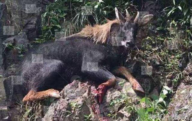 四不像王中王一肖中特，神秘傳奇與SEO解讀，神秘傳奇與SEO解讀，四不像王中王一肖的獨(dú)特策略