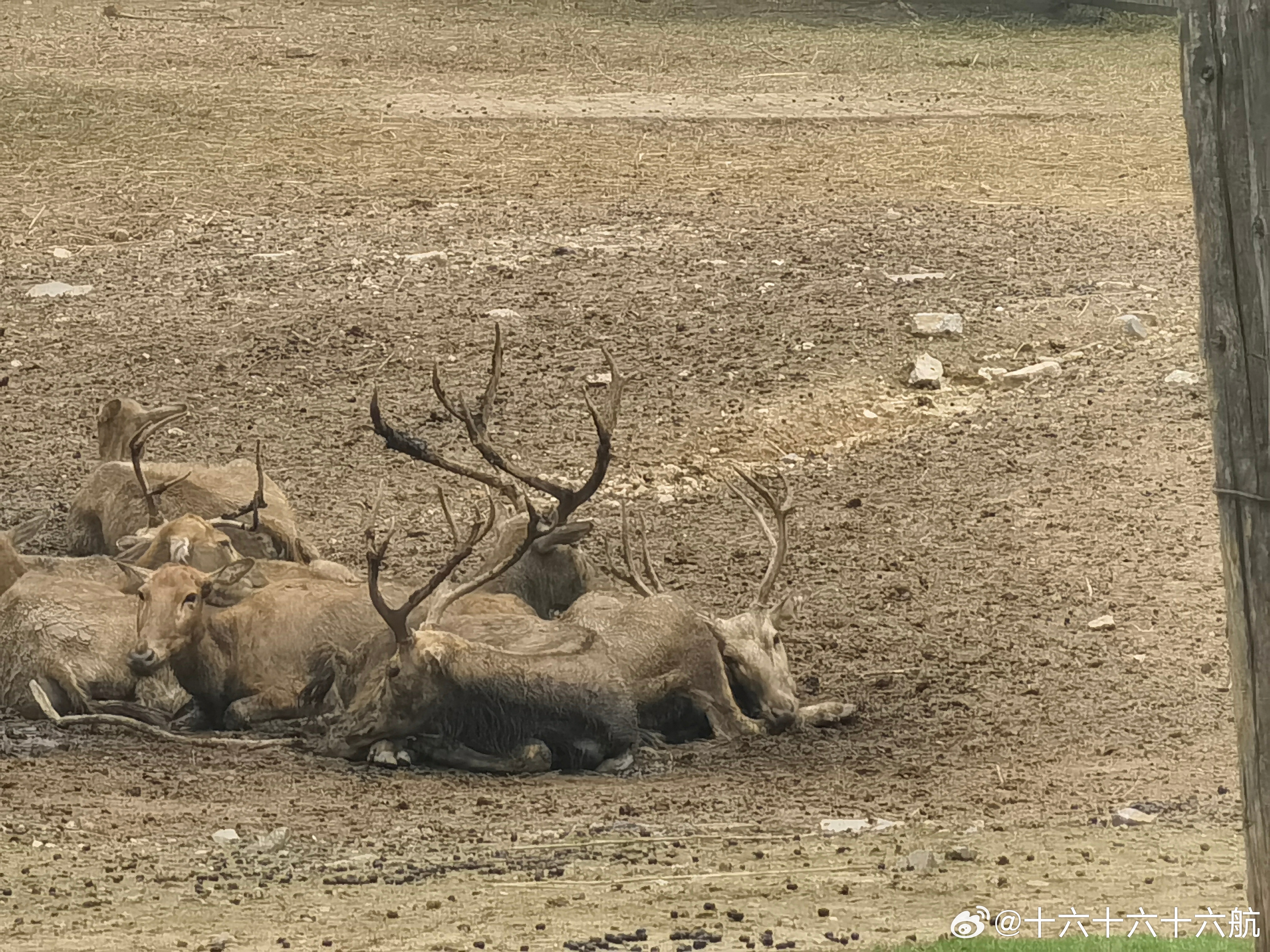 四不像王中王，一肖中特——揭秘神秘生肖魅力，揭秘神秘生肖魅力，四不像王中王，一肖中特之奧秘