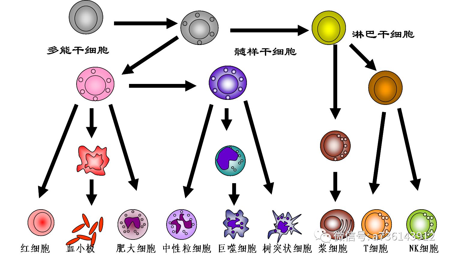 免疫球蛋白，功效與作用解析，免疫球蛋白，功效與作用的深度解析