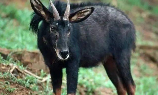 揭秘劉伯溫精準(zhǔn)一肖四不像圖，神秘預(yù)測背后的故事，劉伯溫神秘預(yù)測揭秘，精準(zhǔn)一肖四不像圖的背后故事