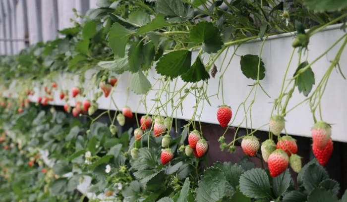 狀元紅97049精準資料，深度解析與全面解讀，狀元紅97049精準資料深度解析與全面解讀指南