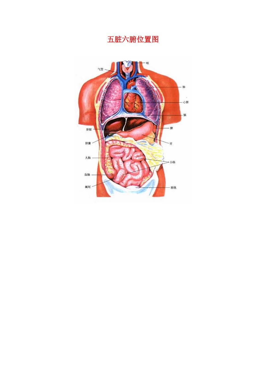 五臟六腑位置圖，全面解析人體內(nèi)臟位置與功能，五臟六腑位置圖詳解，內(nèi)臟位置與功能全面解析