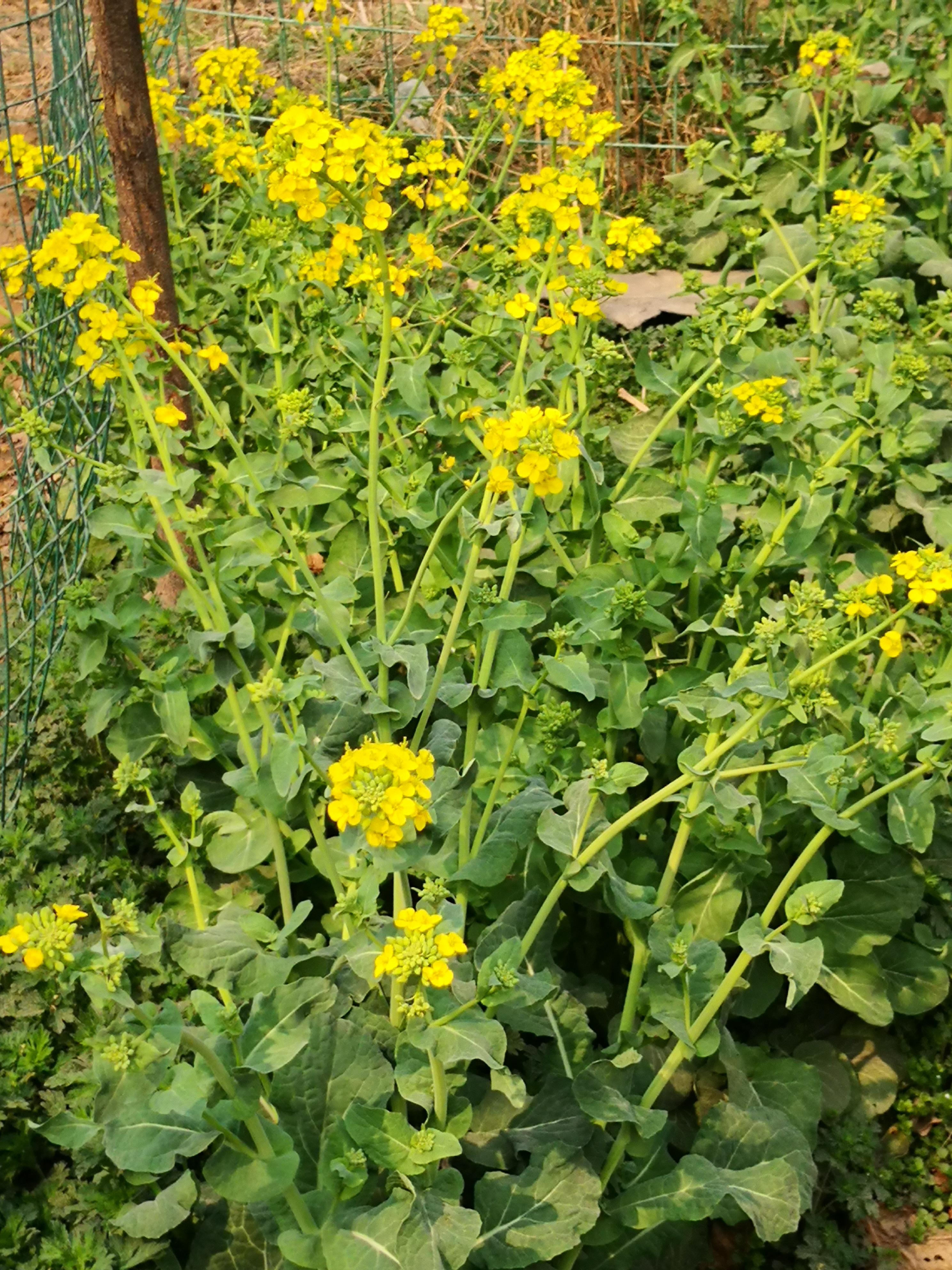 鄭州一日游必去的地方免費(fèi)，鄭州一日游免費(fèi)必游景點推薦