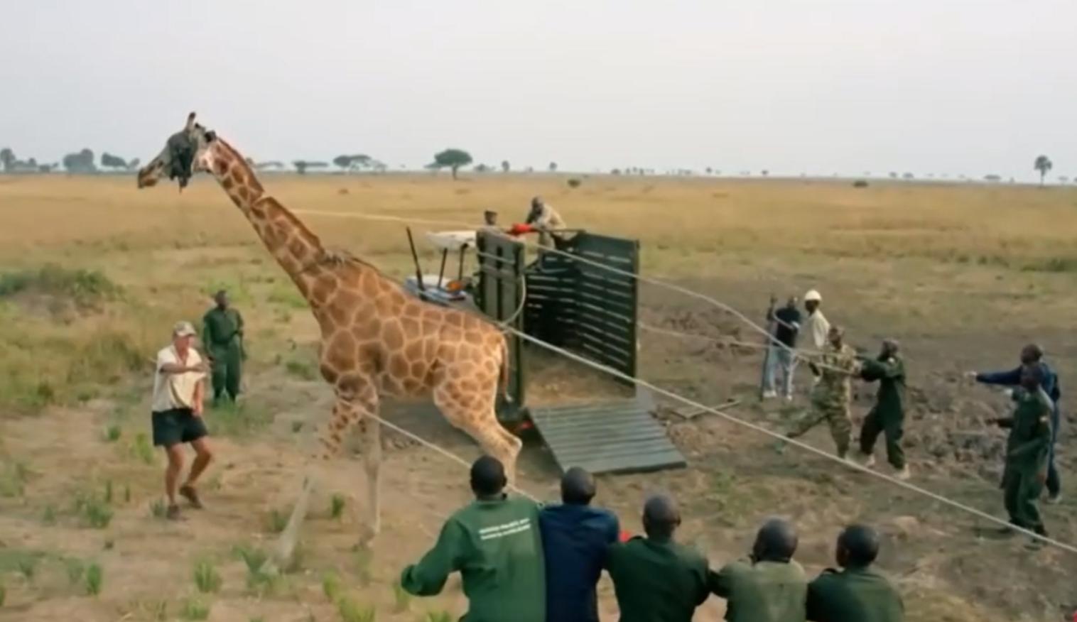 當(dāng)完兵身體壯了也廢了？深度解析軍人身體健康問(wèn)題，深度解析，軍人身體健康問(wèn)題的挑戰(zhàn)與出路