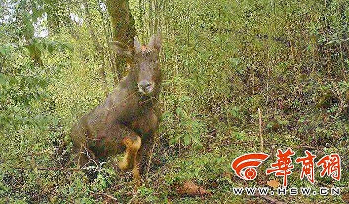 王中王四不像論壇必中一肖WW——深度解析與探索，王中王四不像論壇必中一肖WW，全面解析與探索揭秘