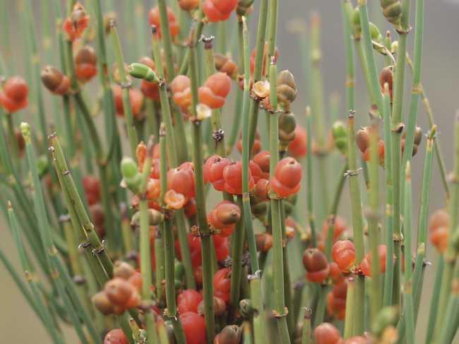 風疹圖片與癥狀圖片詳解，認識這種疾病，風疹圖片及癥狀詳解，全面認識風疹疾病